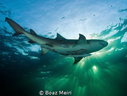 Lemon shark and rays of sunlight by Boaz Meiri 